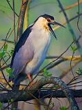 Heron Yawn_45879